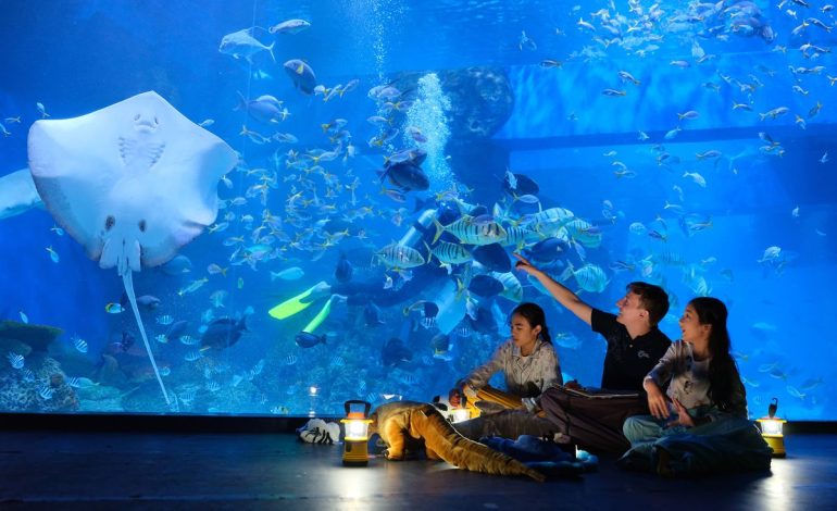 Jakarta Aquarium, Destinasi Edukasi dan Hiburan yang Menakjubkan