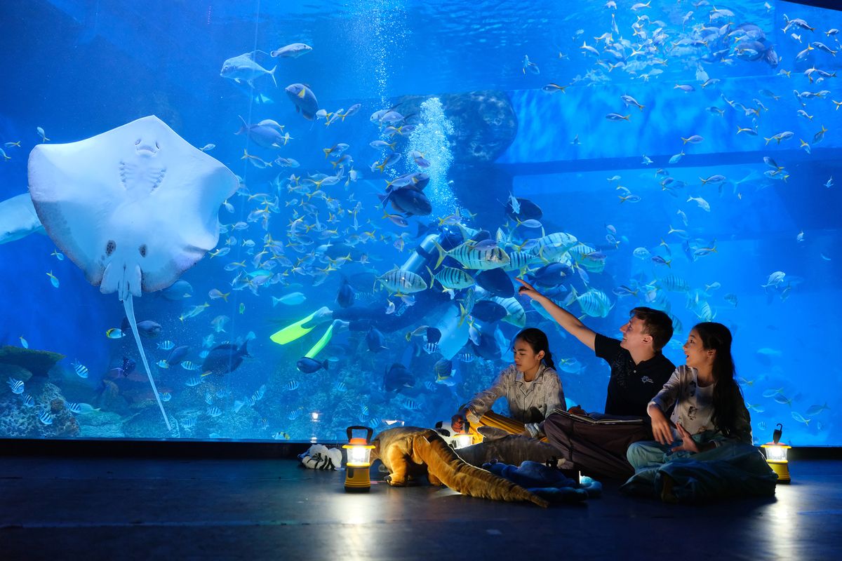 Jakarta Aquarium, Destinasi Edukasi dan Hiburan yang Menakjubkan