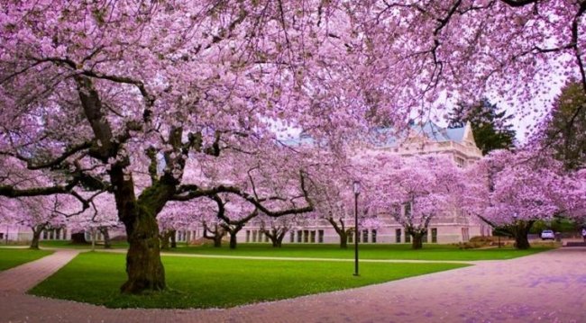 Wisata Taman Sakura Kebun Raya Cibodas, Keindahan Musim Semi di Tanah Jawa