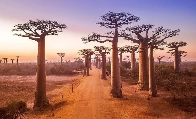 Baobab Avenue, Keajaiban Alam yang Menakjubkan di Madagaskar