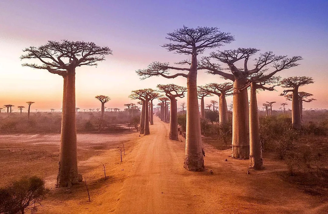 Baobab Avenue, Keajaiban Alam yang Menakjubkan di Madagaskar