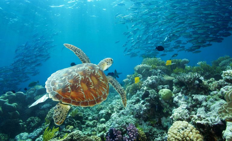 Great Barrier Reef, Keajaiban Alam yang Menakjubkan