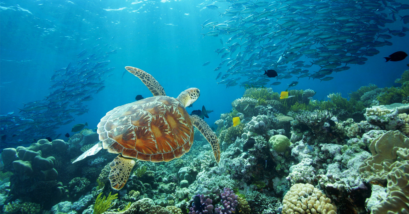 Great Barrier Reef, Keajaiban Alam yang Menakjubkan