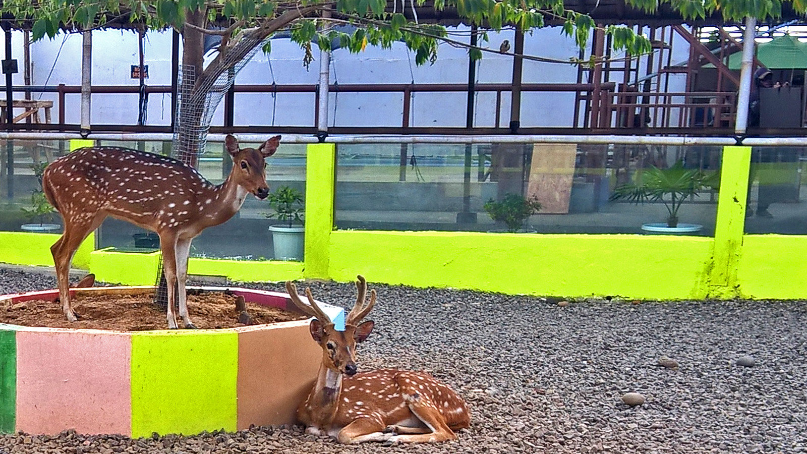 Palembang Bird Park, Surga Burung di Kota Palembang