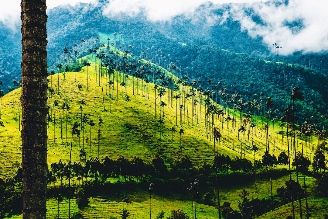 Valle de Cocora, Permen Alam Kolombia