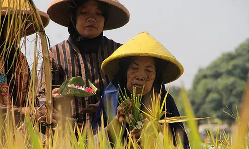 Festival Panen Padi dan Nutuq Baham, Tradisi Syukur Masyarakat Dusun Putaq