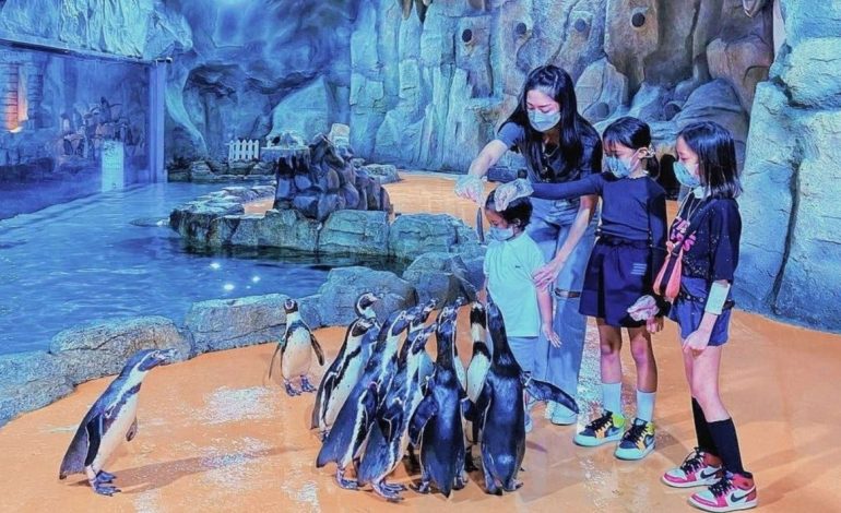 Ocean Dream Samudra Ancol, Petualangan Edukatif Bertema Laut di Tengah Kota