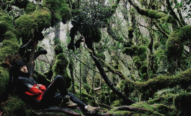 Keindahan Mistis Hutan Lumut Gunung Singgalang, Surga Tersembunyi Sumatera Barat