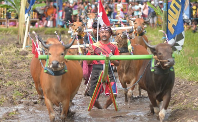 Male’an Sampi, Balapan Sapi Tradisional di Lombok