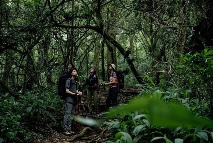 Forest Bathing, Terapi Alamiah untuk Kesehatan Fisik dan Mental
