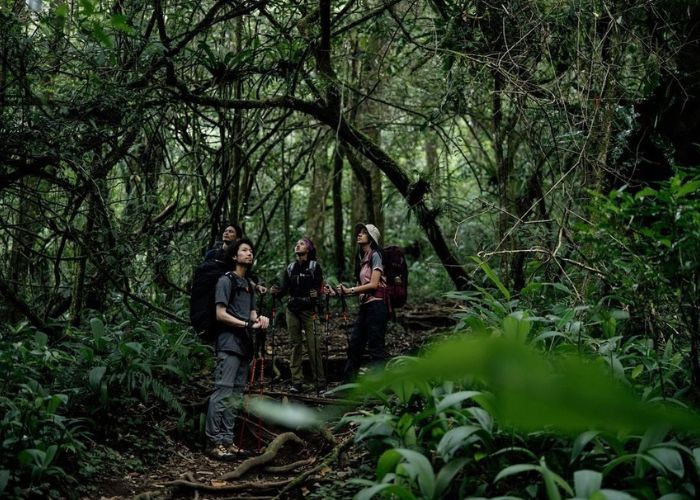 Forest Bathing, Terapi Alamiah untuk Kesehatan Fisik dan Mental