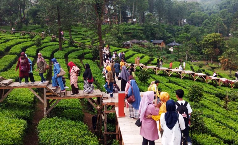 Agro Wisata Puncak Bogor, Liburan Edukatif dan Menyegarkan untuk Keluarga
