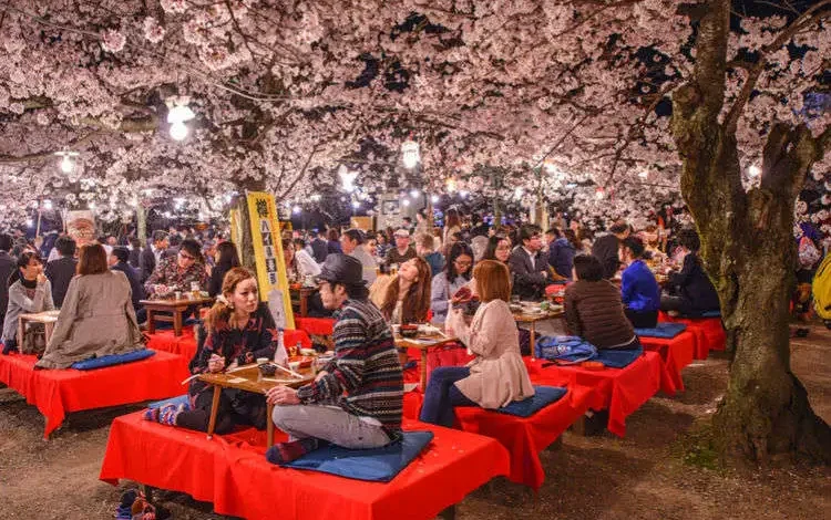 Hanami Cherry Blossom, Tradisi Menikmati Bunga Sakura yang Menakjubkan di Jepang 2026