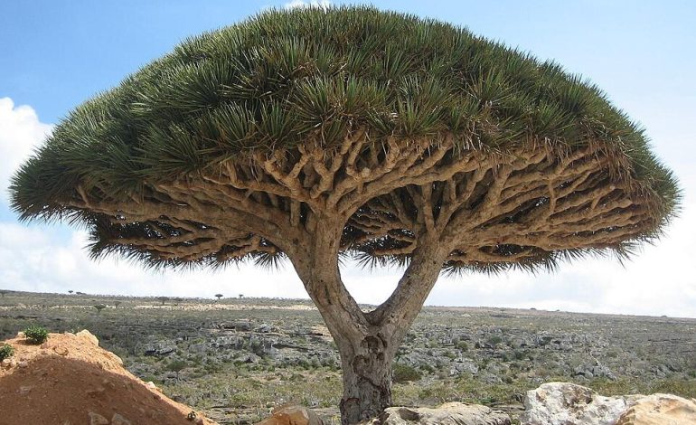 Socotra Archipelago, Pulau Ajaib di Laut Arab yang Terasa Seperti Planet Lain