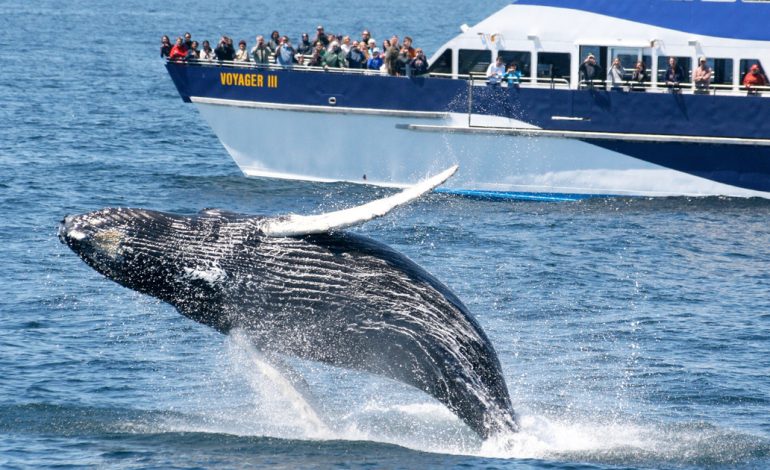 Whale Watching, Pengalaman Menakjubkan Mengamati Paus di Habitat Aslinya