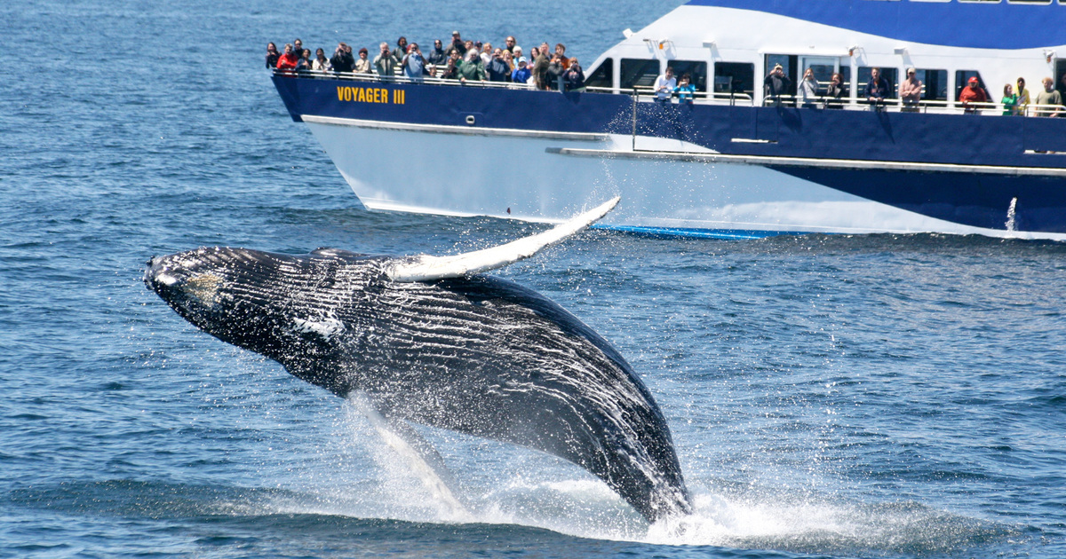 Whale Watching, Pengalaman Menakjubkan Mengamati Paus di Habitat Aslinya