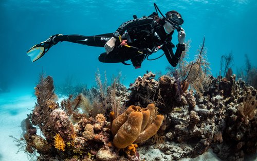 Selam Skuba, Petualangan Bawah Laut yang Menakjubkan
